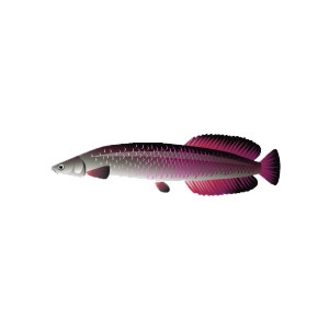 Pink Arapaima